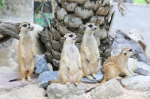 "My story is called Meerkat mafia, and it brings together two of my biggest fears..."
